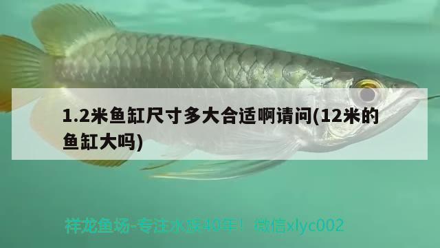 1.2米魚缸尺寸多大合適啊請(qǐng)問(12米的魚缸大嗎)