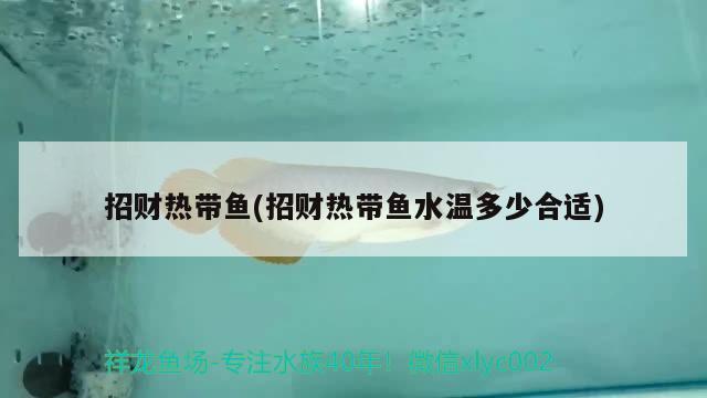 招財(cái)熱帶魚(yú)(招財(cái)熱帶魚(yú)水溫多少合適) 觀賞魚(yú)