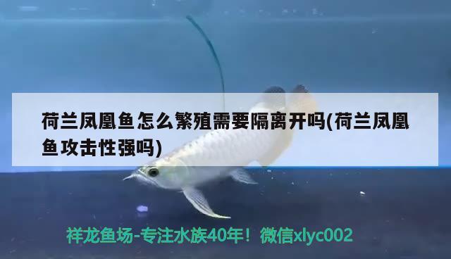 荷蘭鳳凰魚怎么繁殖需要隔離開嗎(荷蘭鳳凰魚攻擊性強嗎)