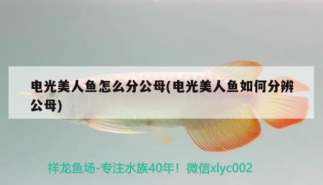 電光美人魚怎么分公母(電光美人魚如何分辨公母) 觀賞魚