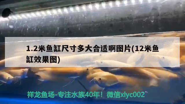 1.2米魚缸尺寸多大合適啊圖片(12米魚缸效果圖)