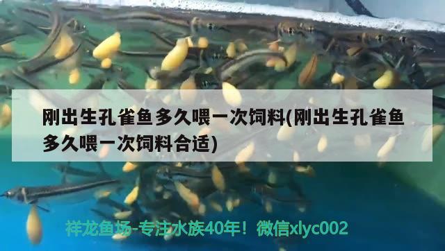 剛出生孔雀魚(yú)多久喂一次飼料(剛出生孔雀魚(yú)多久喂一次飼料合適)