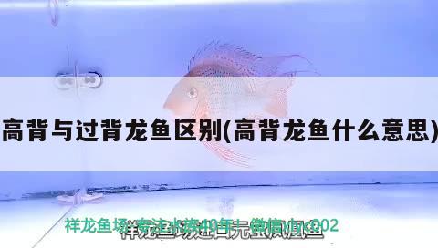 高背與過背龍魚區(qū)別(高背龍魚什么意思) 觀賞魚