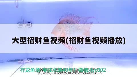 大型招財魚視頻(招財魚視頻播放)