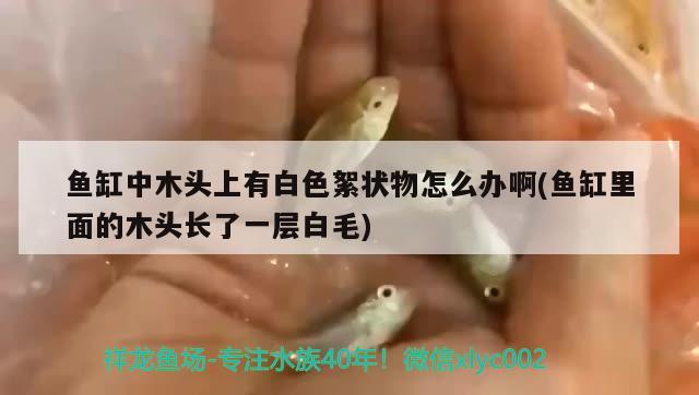 魚缸中木頭上有白色絮狀物怎么辦啊(魚缸里面的木頭長了一層白毛) 其他益生菌