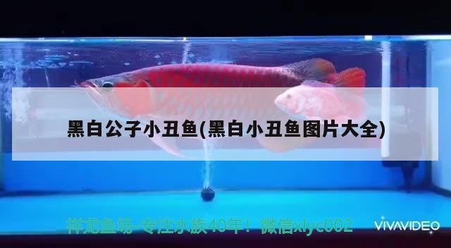 黑白公子小丑魚(黑白小丑魚圖片大全)