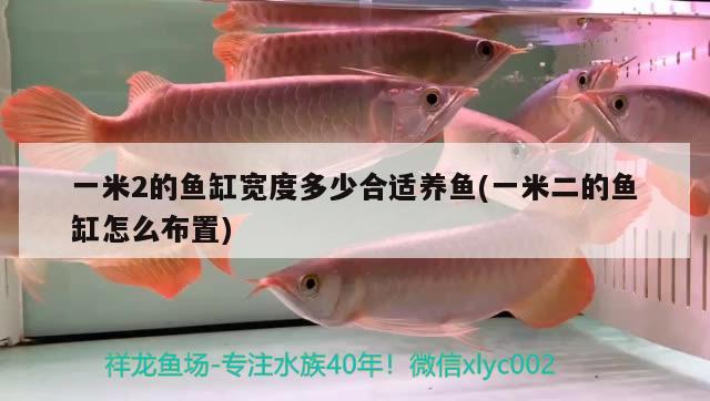 一米2的魚缸寬度多少合適養(yǎng)魚(一米二的魚缸怎么布置)