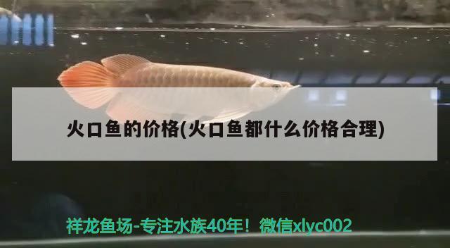 火口魚的價(jià)格(火口魚都什么價(jià)格合理) 觀賞魚