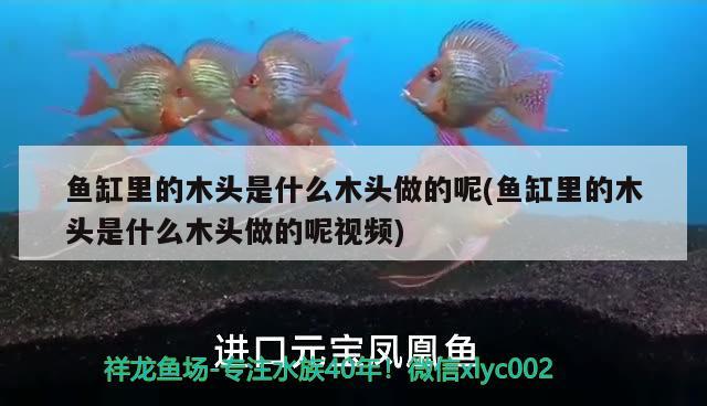 魚缸里的木頭是什么木頭做的呢(魚缸里的木頭是什么木頭做的呢視頻) 硝化細(xì)菌