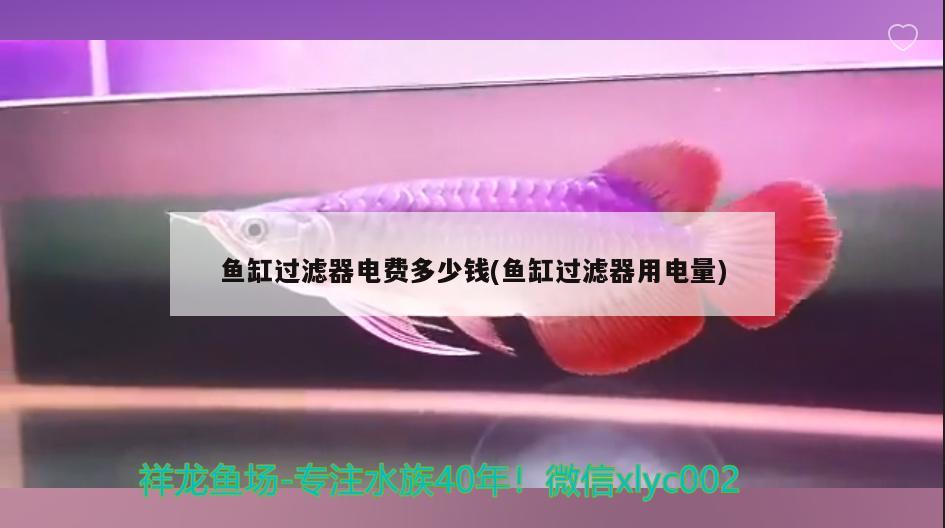 魚缸過濾器電費多少錢(魚缸過濾器用電量) 委內(nèi)瑞拉奧里諾三間魚