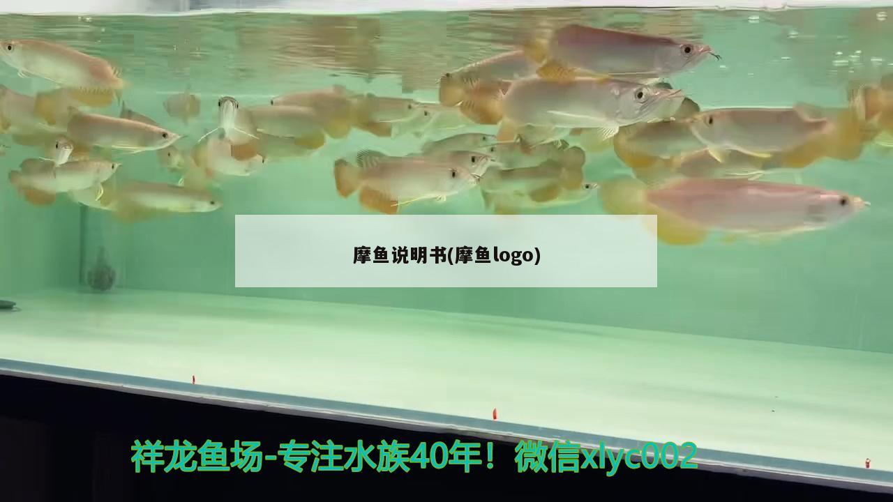 摩魚說明書(摩魚logo) 觀賞魚