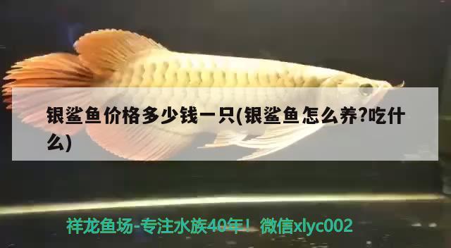 銀鯊魚(yú)價(jià)格多少錢(qián)一只(銀鯊魚(yú)怎么養(yǎng)?吃什么) 觀賞魚(yú)