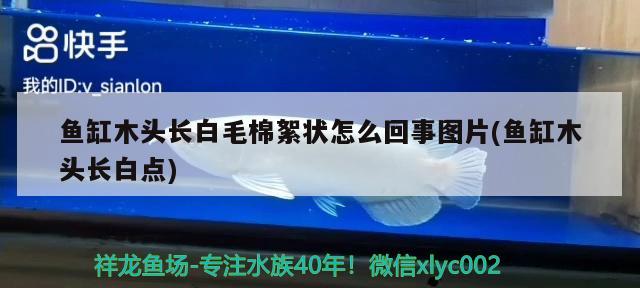 魚(yú)缸木頭長(zhǎng)白毛棉絮狀怎么回事圖片(魚(yú)缸木頭長(zhǎng)白點(diǎn))