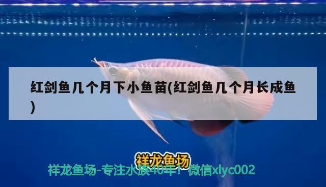 紅劍魚幾個(gè)月下小魚苗(紅劍魚幾個(gè)月長(zhǎng)成魚)