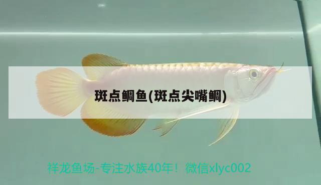 斑點(diǎn)鯛魚(斑點(diǎn)尖嘴鯛)