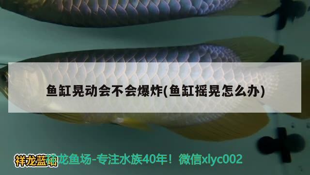 魚缸晃動會不會爆炸(魚缸搖晃怎么辦) 哥倫比亞巨暴魚苗