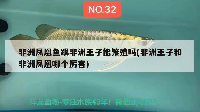 非洲鳳凰魚跟非洲王子能繁殖嗎(非洲王子和非洲鳳凰哪個(gè)厲害)