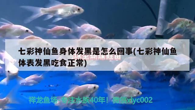 七彩神仙魚身體發(fā)黑是怎么回事(七彩神仙魚體表發(fā)黑吃食正常)