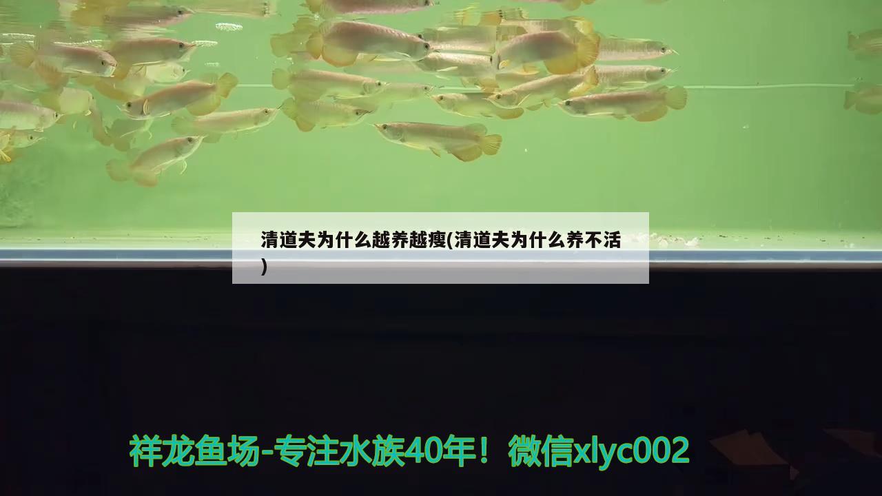 清道夫?yàn)槭裁丛金B(yǎng)越瘦(清道夫?yàn)槭裁答B(yǎng)不活) 觀賞魚