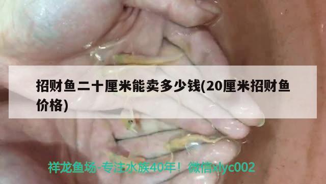 招財(cái)魚二十厘米能賣多少錢(20厘米招財(cái)魚價(jià)格)