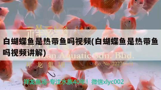 白蝴蝶魚是熱帶魚嗎視頻(白蝴蝶魚是熱帶魚嗎視頻講解) 蝴蝶鯉