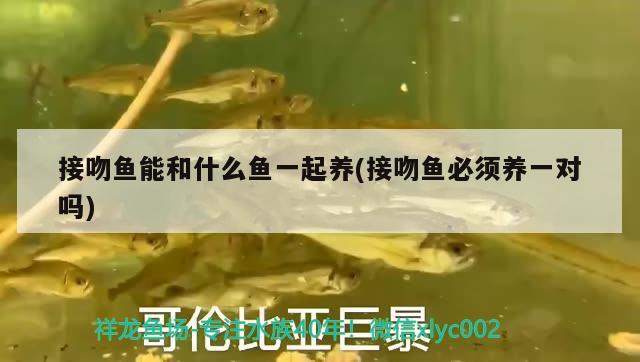 接吻魚(yú)能和什么魚(yú)一起養(yǎng)(接吻魚(yú)必須養(yǎng)一對(duì)嗎)