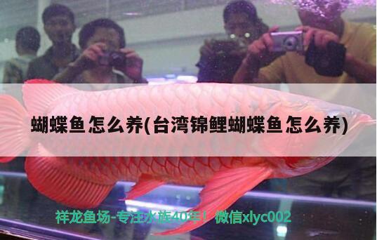 蝴蝶魚(yú)怎么養(yǎng)(臺(tái)灣錦鯉蝴蝶魚(yú)怎么養(yǎng)) 蝴蝶鯉