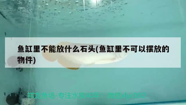 魚(yú)缸里不能放什么石頭(魚(yú)缸里不可以擺放的物件)