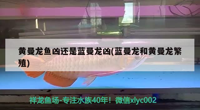 黃曼龍魚兇還是藍曼龍兇(藍曼龍和黃曼龍繁殖) 觀賞魚