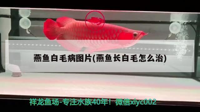 燕魚白毛病圖片(燕魚長白毛怎么治) 觀賞魚