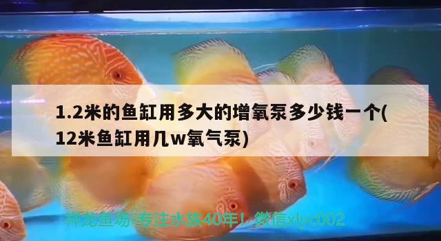 1.2米的魚缸用多大的增氧泵多少錢一個(12米魚缸用幾w氧氣泵) 雙線側(cè)魚