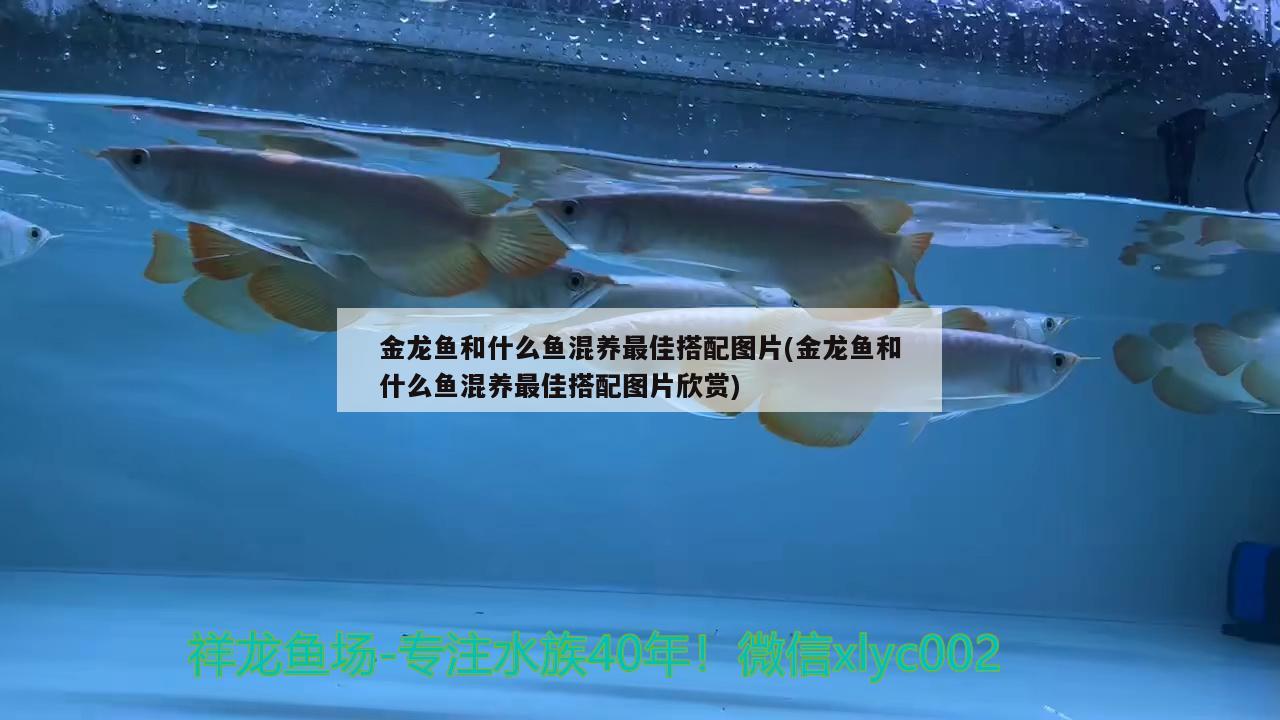 金龍魚和什么魚混養(yǎng)最佳搭配圖片(金龍魚和什么魚混養(yǎng)最佳搭配圖片欣賞)