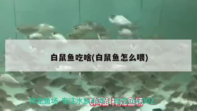 白鼠魚吃啥(白鼠魚怎么喂)