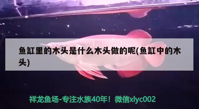 魚缸里的木頭是什么木頭做的呢(魚缸中的木頭) 豬鼻龜