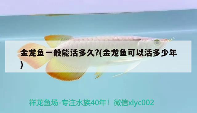 金龍魚一般能活多久?(金龍魚可以活多少年) 觀賞魚 第3張