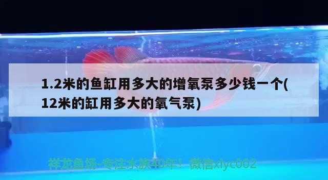 1.2米的魚缸用多大的增氧泵多少錢一個(12米的缸用多大的氧氣泵) 黃吉金龍（白子金龍魚）