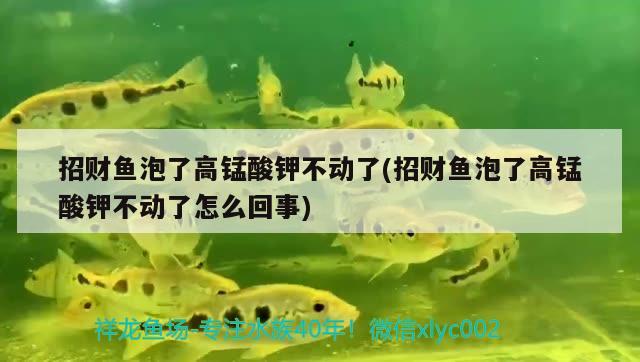 招財魚泡了高錳酸鉀不動了(招財魚泡了高錳酸鉀不動了怎么回事)