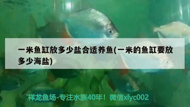 一米魚缸放多少鹽合適養(yǎng)魚(一米的魚缸要放多少海鹽)