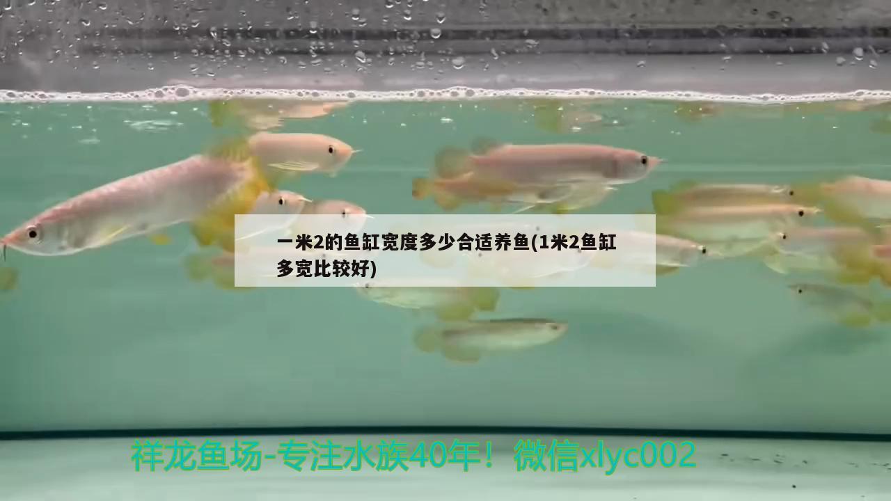 一米2的魚缸寬度多少合適養(yǎng)魚(1米2魚缸多寬比較好)