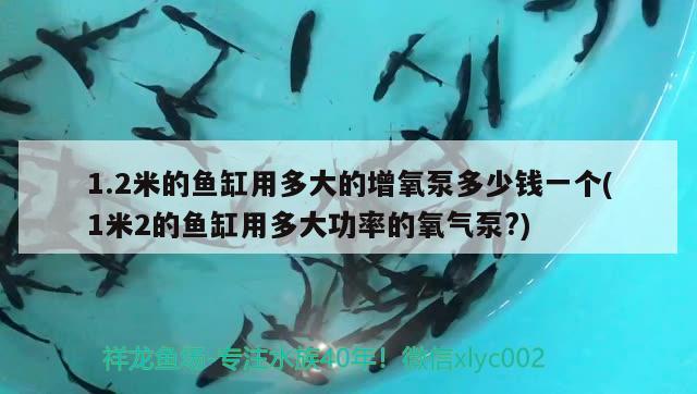 1.2米的魚缸用多大的增氧泵多少錢一個(gè)(1米2的魚缸用多大功率的氧氣泵?) 魟魚百科