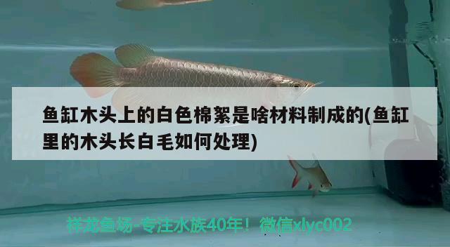 魚缸木頭上的白色棉絮是啥材料制成的(魚缸里的木頭長白毛如何處理) 赤焰中國虎魚