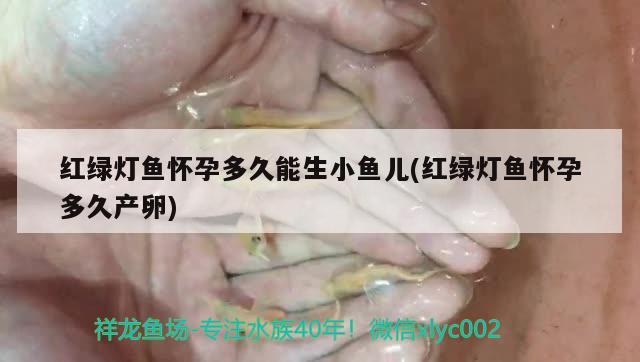 紅綠燈魚懷孕多久能生小魚兒(紅綠燈魚懷孕多久產(chǎn)卵)