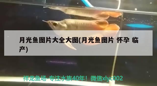 月光魚圖片大全大圖(月光魚圖片懷孕臨產(chǎn)) 觀賞魚