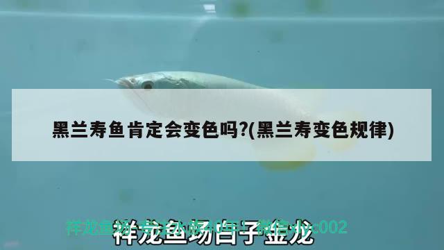 黑蘭壽魚(yú)肯定會(huì)變色嗎?(黑蘭壽變色規(guī)律)