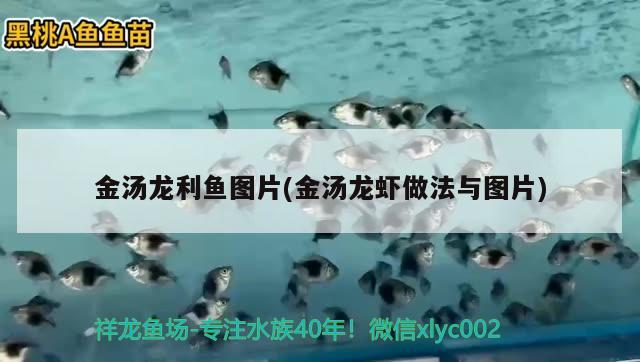 金湯龍利魚圖片(金湯龍蝦做法與圖片) 觀賞魚