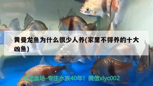 黃曼龍魚為什么很少人養(yǎng)(家里不得養(yǎng)的十大兇魚) 觀賞魚