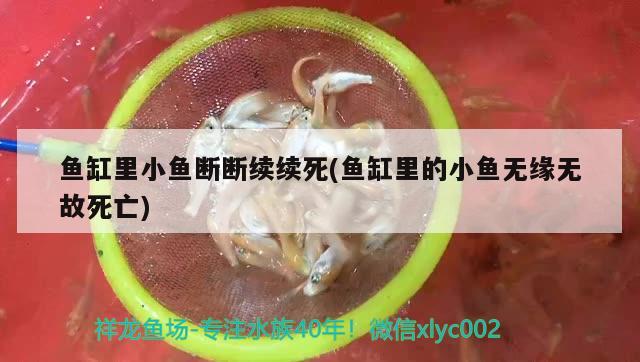 魚(yú)缸里小魚(yú)斷斷續(xù)續(xù)死(魚(yú)缸里的小魚(yú)無(wú)緣無(wú)故死亡)