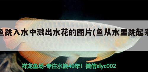 魚跳入水中濺出水花的圖片(魚從水里跳起來)