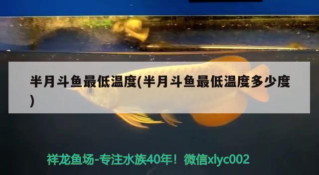 半月斗魚(yú)最低溫度(半月斗魚(yú)最低溫度多少度) 觀賞魚(yú)