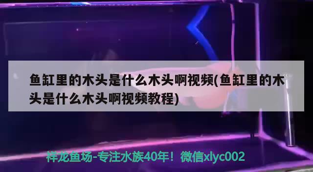 魚缸里的木頭是什么木頭啊視頻(魚缸里的木頭是什么木頭啊視頻教程)